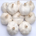 Factory Price Garlic Extract Powder allicin 1%-5%